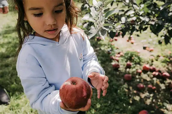 apple picking
